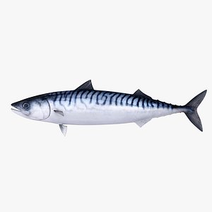 atlantic mackerel 3d obj