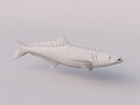 1006 Cobia Fish