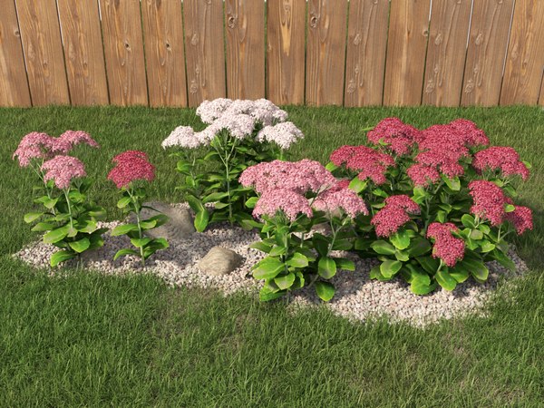 3D stonecrop plant decoration model - TurboSquid 1569117
