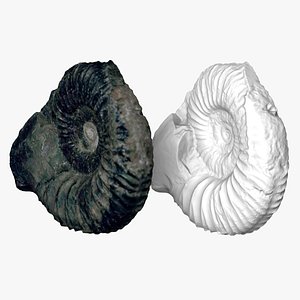 Large Ammonite Fossil model