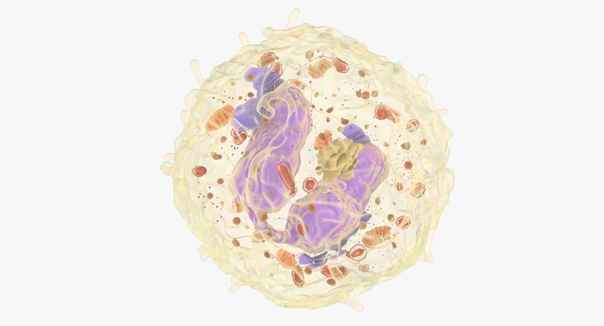 3D white blood eosinophil https://p.turbosquid.com/ts-thumb/OV/RvuYwl/1vxImLKY/eosinophil_04/jpg/1521983167/1920x1080/fit_q87/54f4ecdc3e43c8774c55170ed16c04e1adbca6f5/eosinophil_04.jpg