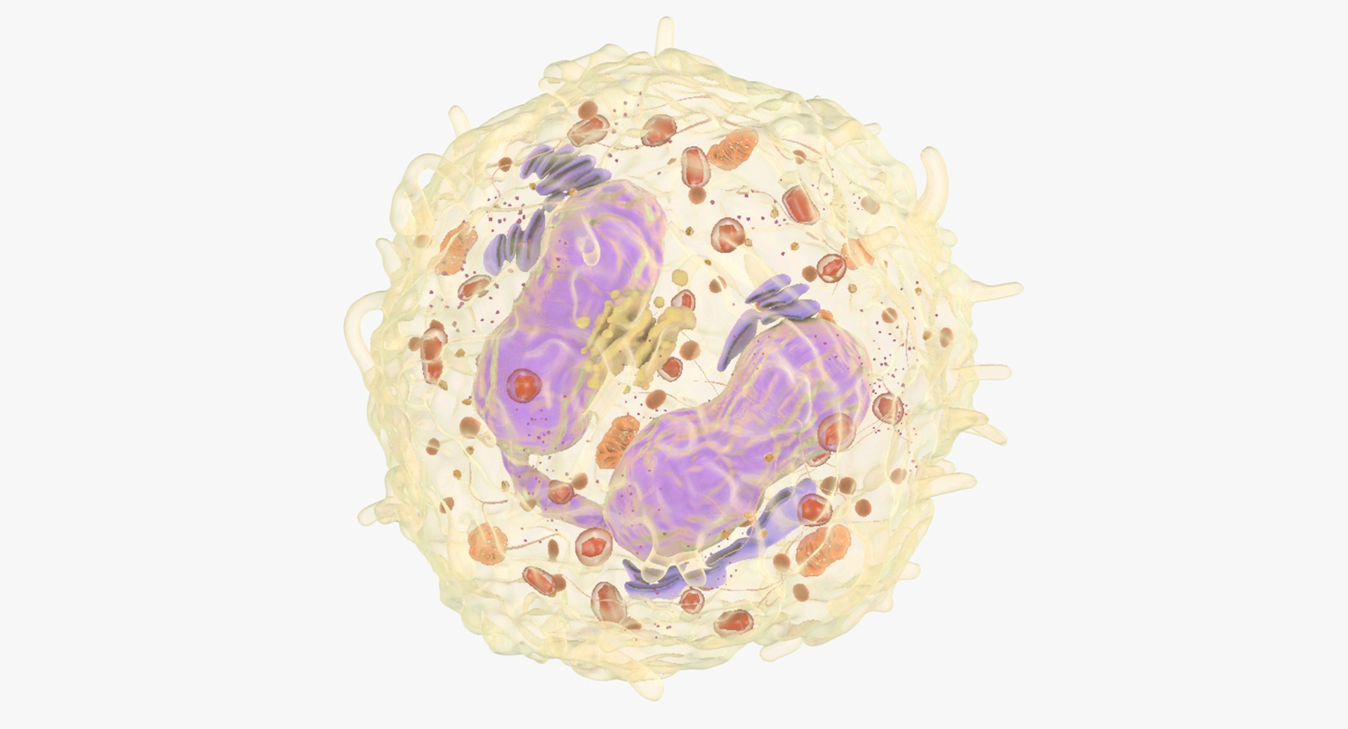 3D white blood eosinophil https://p.turbosquid.com/ts-thumb/OV/RvuYwl/GRM9qpX8/eosinophil/jpg/1550145494/1920x1080/turn_fit_q99/d07167359f714cdb86feabd8059aaf2994945ce7/eosinophil-1.jpg
