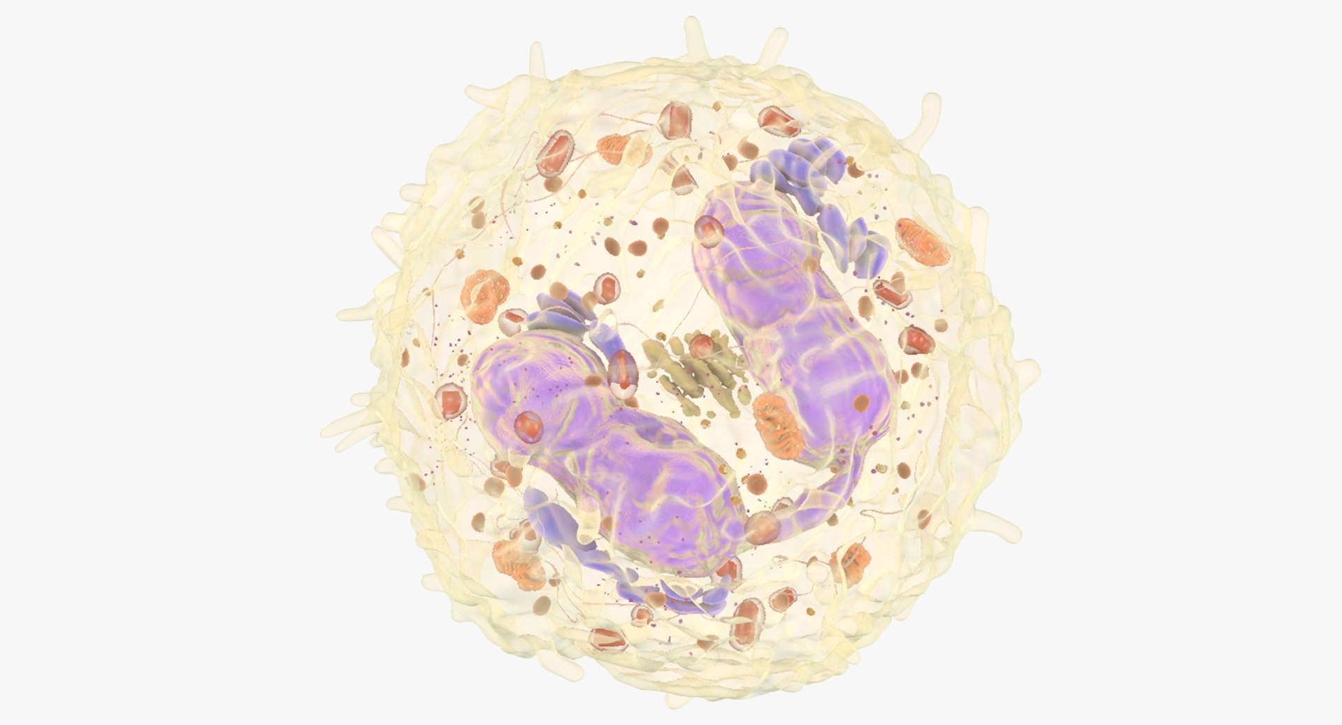 3D white blood eosinophil https://p.turbosquid.com/ts-thumb/OV/RvuYwl/Lq9AaRzO/eosinophil_01/jpg/1521983167/1920x1080/fit_q87/a62f29785b66b4a90b1d160919d21a0b0ce9b1c1/eosinophil_01.jpg