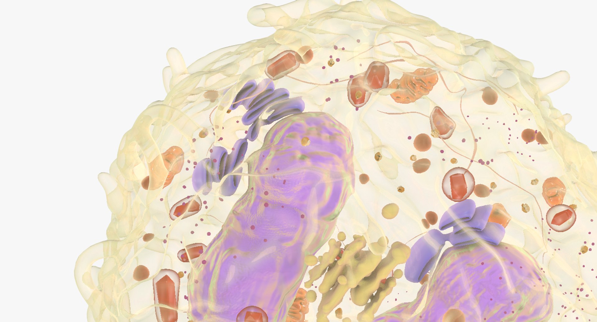 3D white blood eosinophil https://p.turbosquid.com/ts-thumb/OV/RvuYwl/e6St2csA/eosinophil_06/jpg/1521983167/1920x1080/fit_q87/e0a2ab859b14d347ea21b32d91b5e76560de6b2b/eosinophil_06.jpg