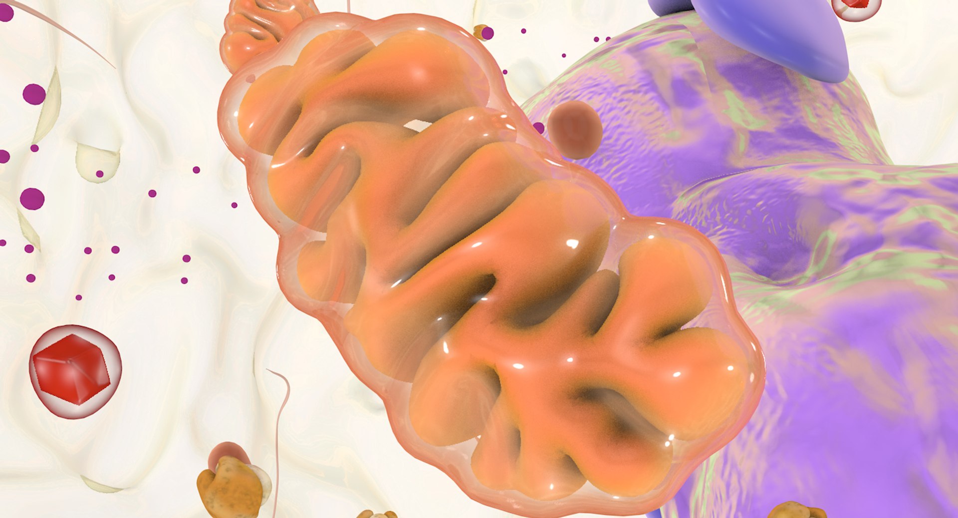 3D white blood eosinophil https://p.turbosquid.com/ts-thumb/OV/RvuYwl/foa0Pfvg/eosinophil_15/jpg/1521983168/1920x1080/fit_q87/3b4a52c728156eb43b82886b4fa1d85cf94f88ca/eosinophil_15.jpg