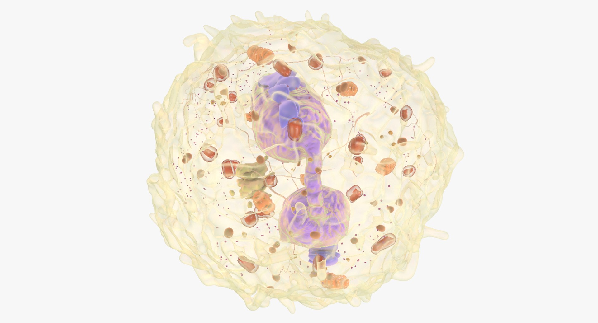 3D white blood eosinophil https://p.turbosquid.com/ts-thumb/OV/RvuYwl/xZAr6tqa/eosinophil_03/jpg/1521983167/1920x1080/fit_q87/dca6792f6650df78d4c9c6be97687343e0b3aa6b/eosinophil_03.jpg