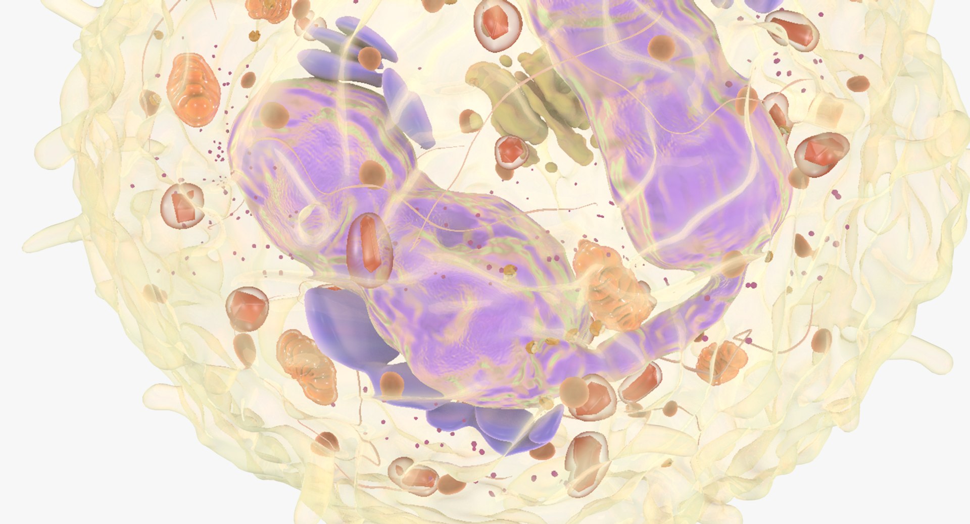 3D white blood eosinophil https://p.turbosquid.com/ts-thumb/OV/RvuYwl/zWv2Pn7w/eosinophil_08/jpg/1521983168/1920x1080/fit_q87/182201275be0f02da0bfd3460208375af33edff8/eosinophil_08.jpg