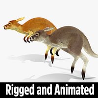 Kangaroo