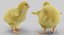 chicken evolution chick 3D model