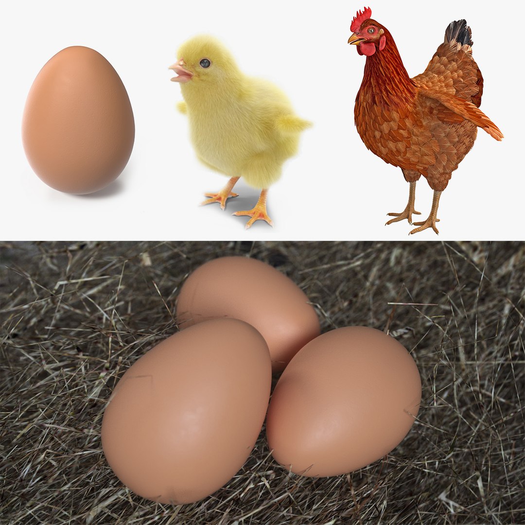 chicken evolution chick 3D model https://p.turbosquid.com/ts-thumb/OV/pS1NO8/vV7VZEZu/chickenevolutioncollection3dsmodel000/jpg/1536908210/1920x1080/fit_q87/45b2051736836da11b0563c8e3501d62ace7175f/chickenevolutioncollection3dsmodel000.jpg