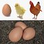 chicken evolution chick 3D model