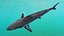 Realistic Shortfin Mako Shark