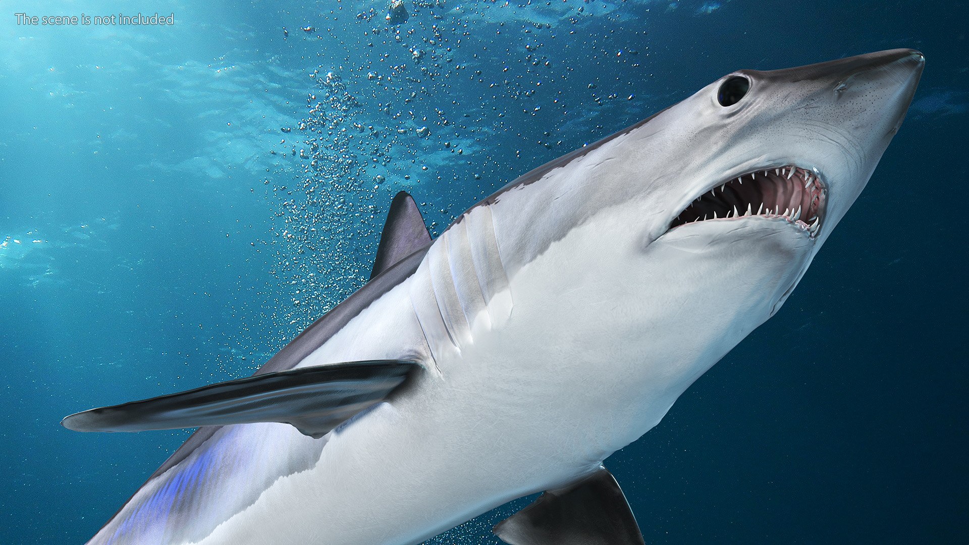 Realistic Shortfin Mako Shark 3D model https://p.turbosquid.com/ts-thumb/OV/uTFvAG/uT/realisticshortfinmakoshark3dsmodel006/jpg/1727112709/1920x1080/fit_q87/0387d01b46a4fdb10e1510d50222427ba55b5adb/realisticshortfinmakoshark3dsmodel006.jpg