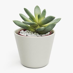 Decorative Indoor Plant model