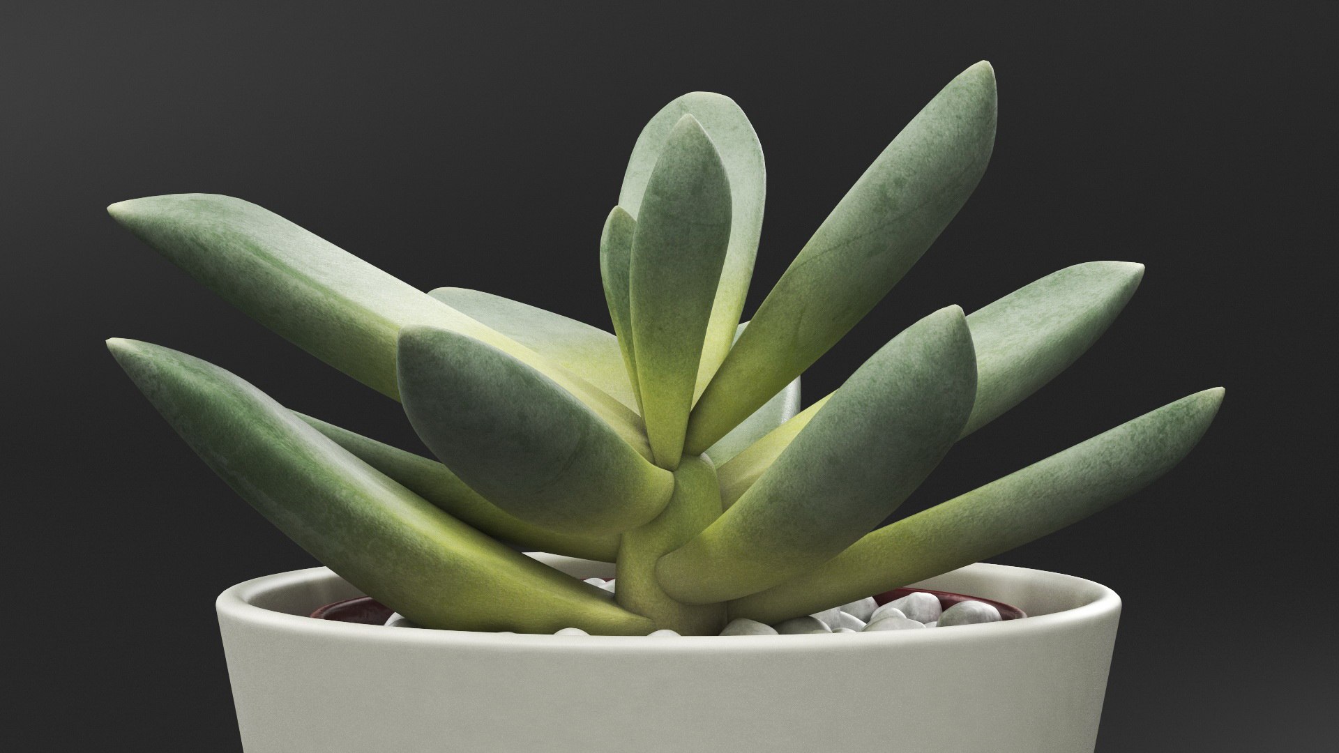 Decorative Indoor Plant model https://p.turbosquid.com/ts-thumb/OW/53fjlq/ZI/decorativeindoorplant3dmodel005/jpg/1662686696/1920x1080/fit_q87/9ed1acea273198db1055532d7d8fc3e85a8a8528/decorativeindoorplant3dmodel005.jpg