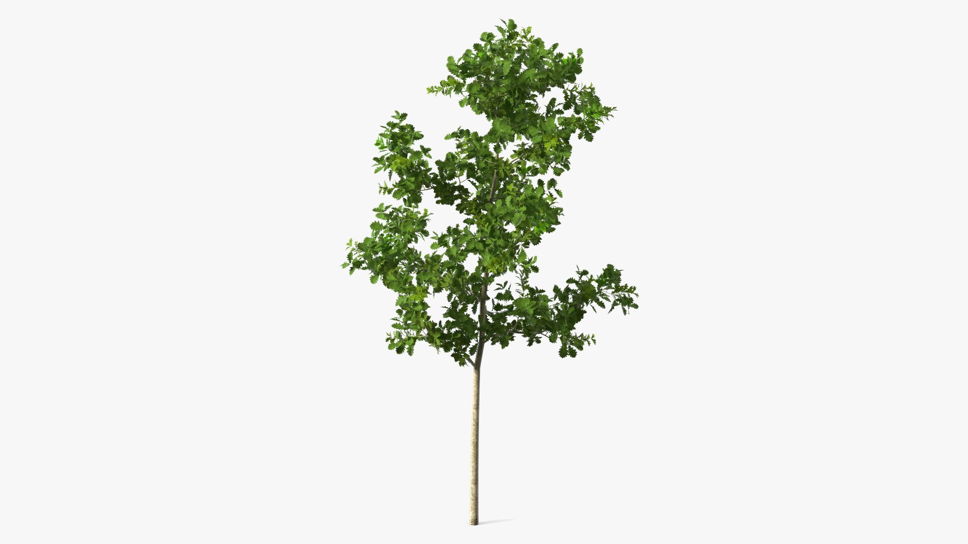 Young White Oak 3D model preview