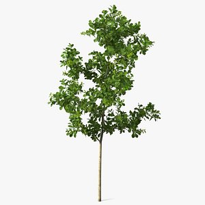 Young White Oak 3D model