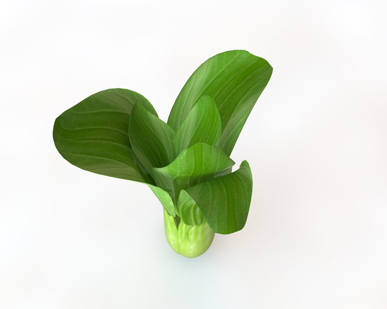 choy model https://p.turbosquid.com/ts-thumb/OW/DlNGO1/O608Dhby/2/jpg/1587300675/1920x1080/fit_q87/6d7f251297724803a0e399fcaf233d434ad93303/2.jpg