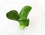 Bok Choy