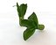 Bok Choy
