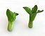 Bok Choy