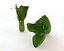 Bok Choy