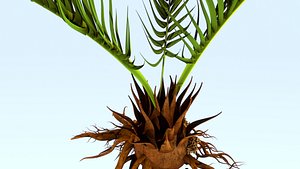 3d model vascular root