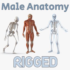 3D male anatomy rigged