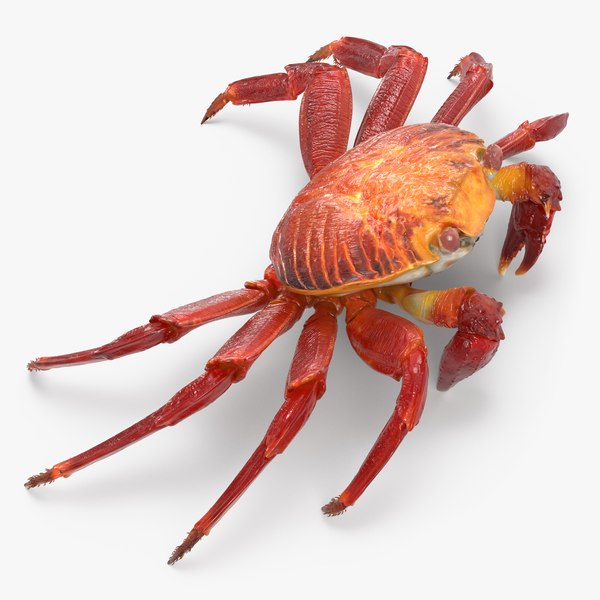 3d model red rock crab