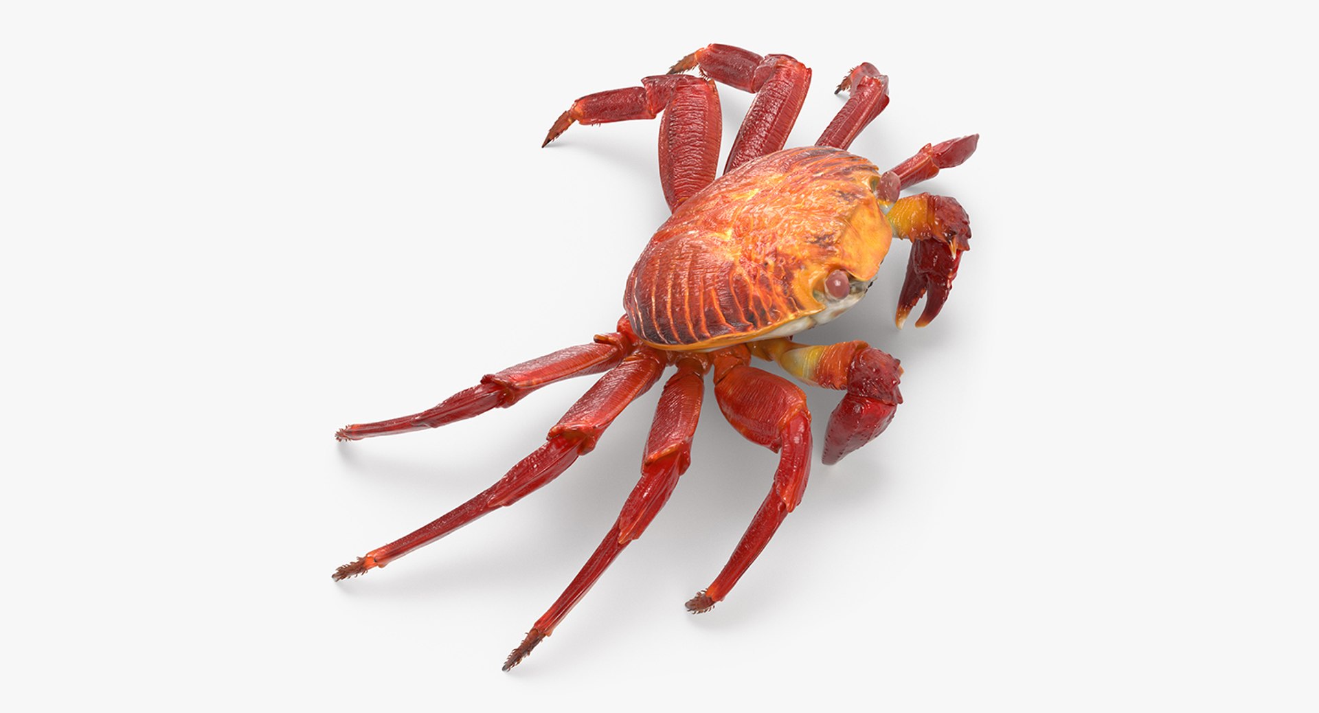 Red Rock Crab 3D model preview