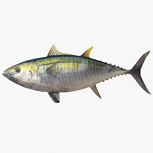Yellowfin Tuna