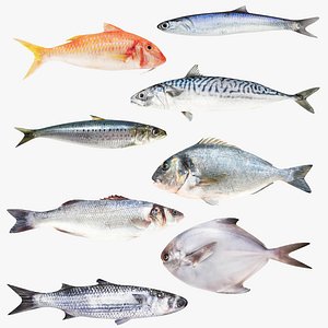 Small Middle Fish Collection 8 in 1