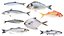 3D model Small Middle Fish Collection 8 in 1