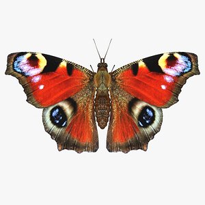 3D realistic peacock butterfly model