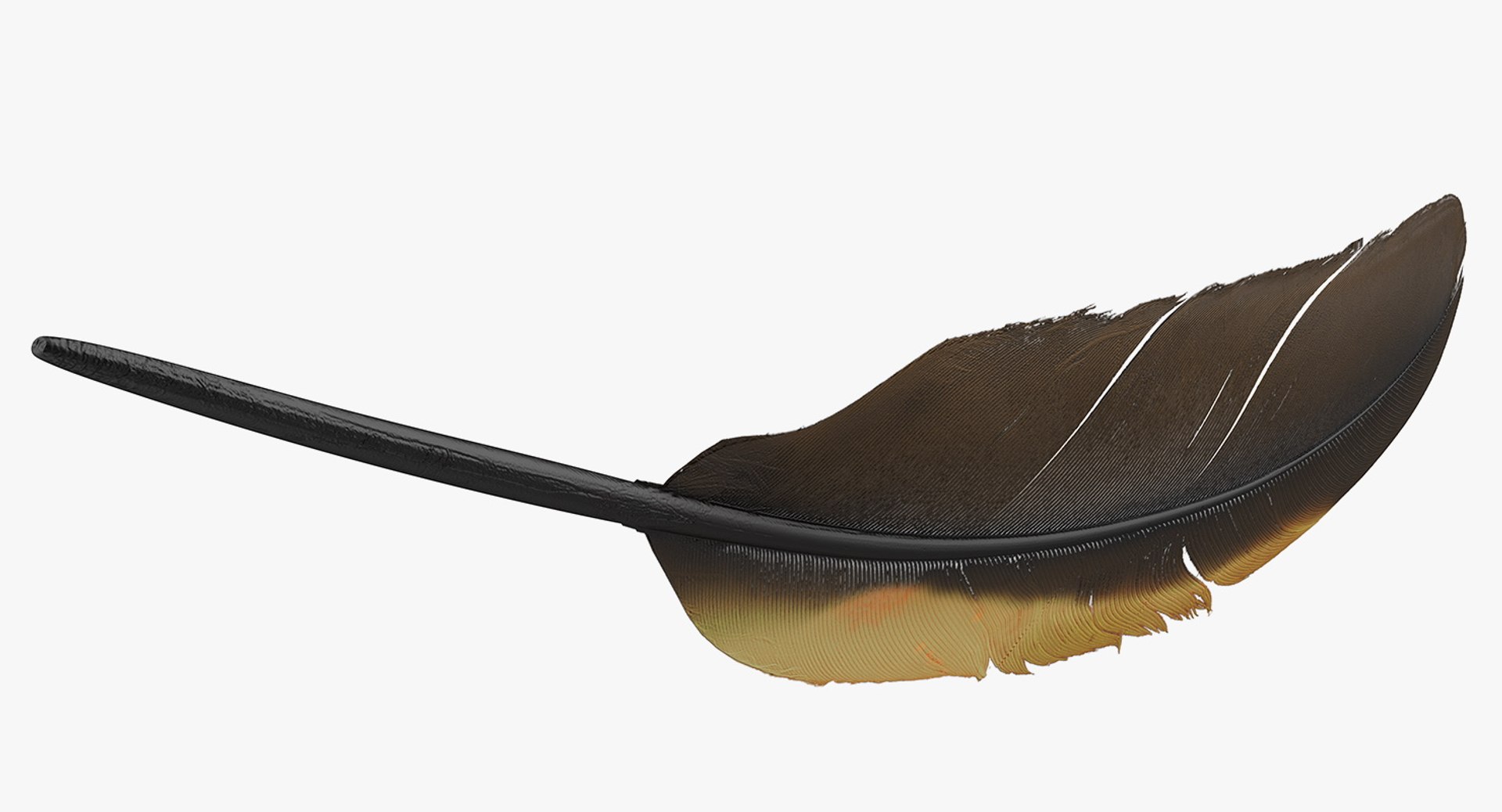 3D Bird Feathers Collection https://p.turbosquid.com/ts-thumb/OW/Z9IuzJ/EO/bird_feathers_collection_021/jpg/1704361603/1920x1080/fit_q87/cfb981d1154a3ca0671bab81e426ac9f02bfa614/bird_feathers_collection_021.jpg