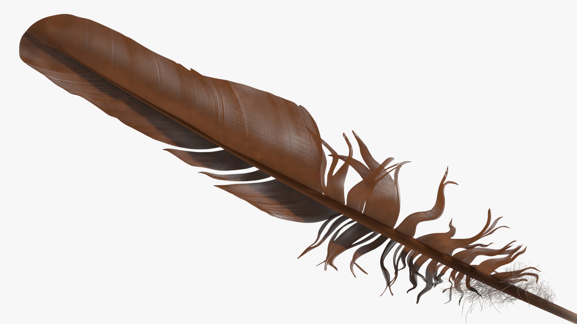 3D Bird Feathers Collection https://p.turbosquid.com/ts-thumb/OW/Z9IuzJ/FH/bird_feathers_collection_008/jpg/1704361577/1920x1080/fit_q87/c32873cb530c8722ab488b9a4d4050491d836861/bird_feathers_collection_008.jpg