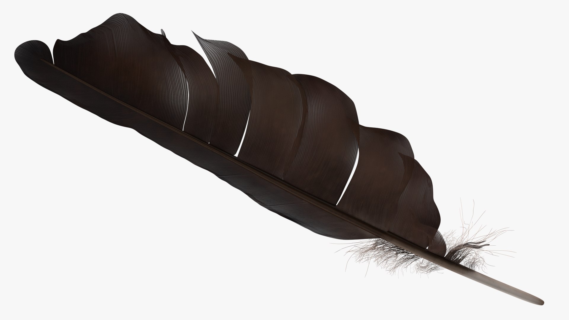 3D Bird Feathers Collection https://p.turbosquid.com/ts-thumb/OW/Z9IuzJ/WY/bird_feathers_collection_016/jpg/1704361593/1920x1080/fit_q87/a0e18c73cd4b2a69082770793402c5ee26307719/bird_feathers_collection_016.jpg