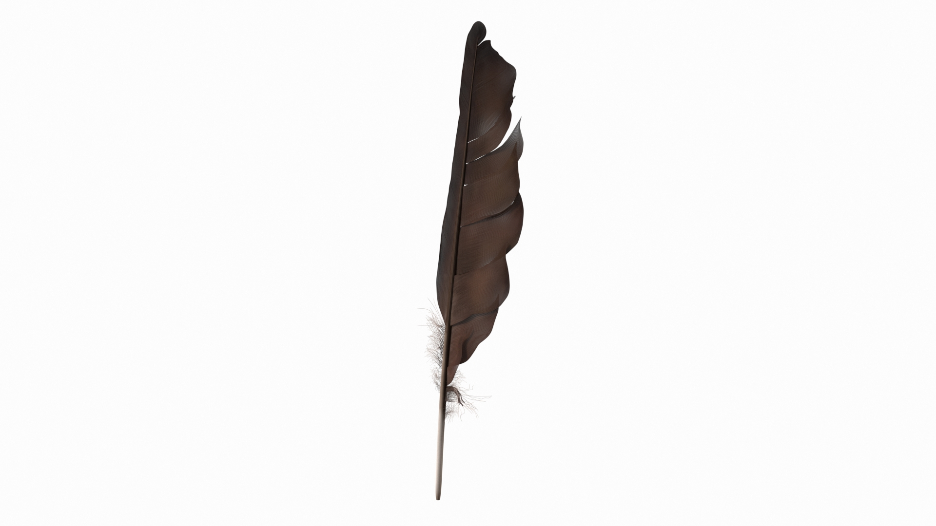 3D Bird Feathers Collection https://p.turbosquid.com/ts-thumb/OW/Z9IuzJ/dW/dark_bird_feather_360/jpg/1704213206/1920x1080/turn_fit_q99/c71398820818470029f89b1996298f9cc759b4a1/dark_bird_feather_360-1.jpg