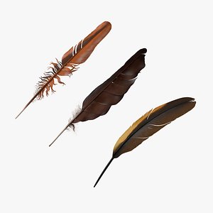 Bird Feathers Collection