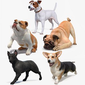 Small Dogs Rigged for Maya Collection 3