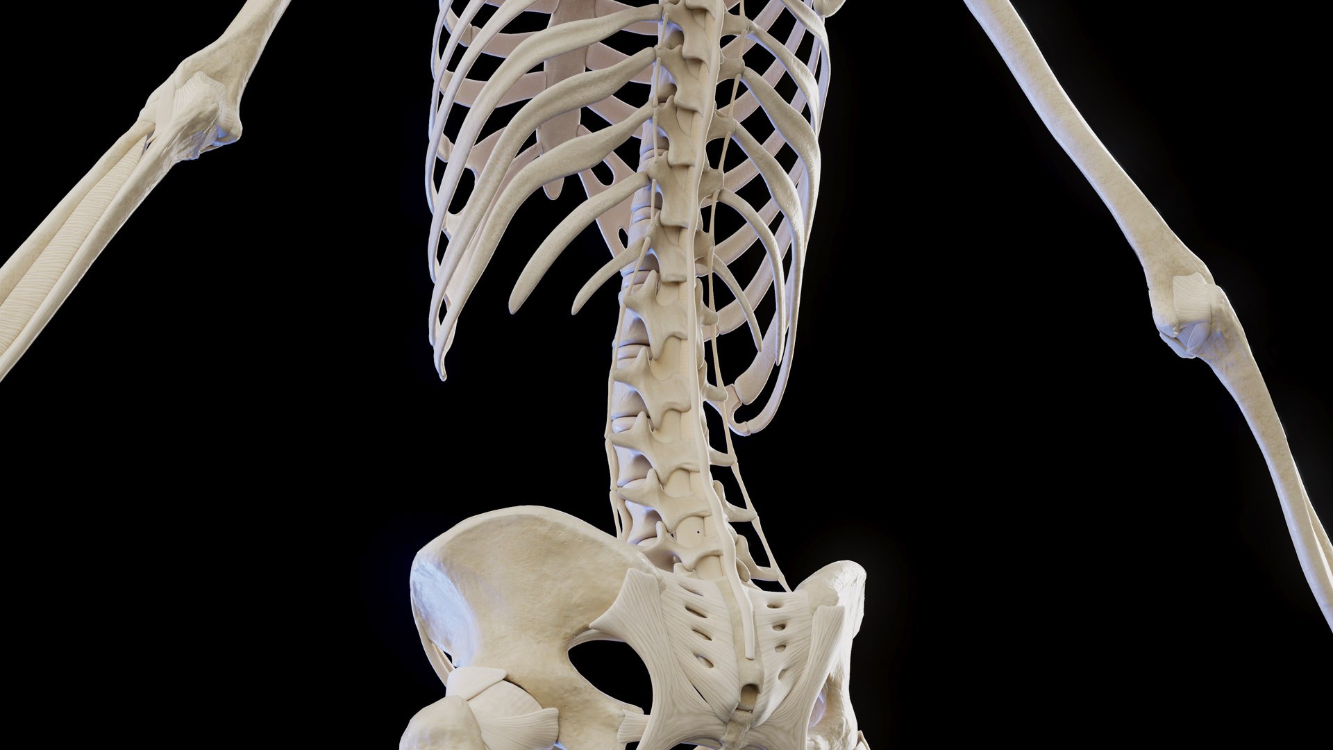 3D model Female Anatomy Body Skeleton and Ligaments Systems https://p.turbosquid.com/ts-thumb/OW/fwaic1/30/female_anatomy_skeleton_ligaments_prod_03/jpg/1672857036/1920x1080/fit_q87/3548ce7dbeb25cec314576045bee88c3963e72cf/female_anatomy_skeleton_ligaments_prod_03.jpg