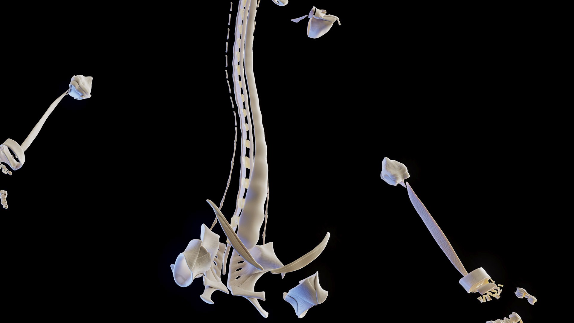 3D model Female Anatomy Body Skeleton and Ligaments Systems https://p.turbosquid.com/ts-thumb/OW/fwaic1/9C/female_anatomy_ligaments_02/jpg/1672856420/1920x1080/fit_q87/9eac3689807561844a6cb82f98d644acad9866ba/female_anatomy_ligaments_02.jpg
