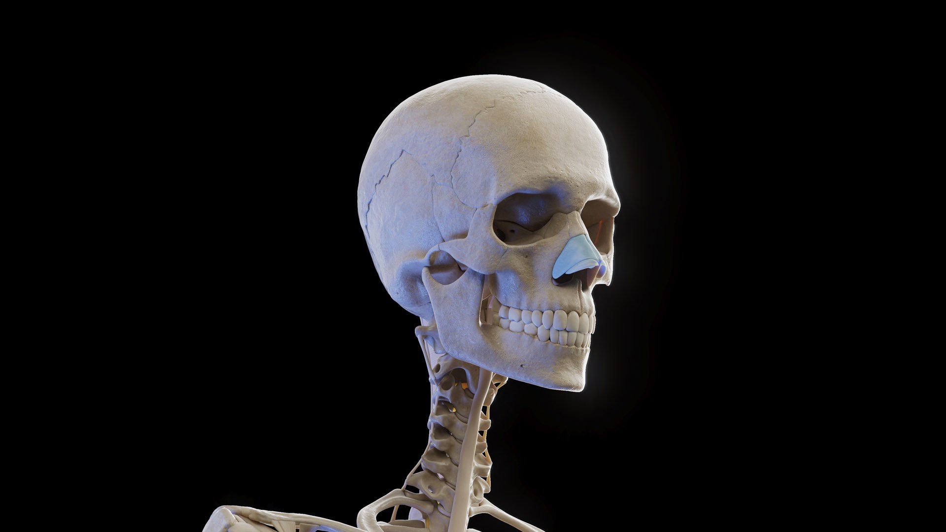 3D model Female Anatomy Body Skeleton and Ligaments Systems https://p.turbosquid.com/ts-thumb/OW/fwaic1/F6/female_anatomy_skeleton_ligaments_prod_05/jpg/1672857036/1920x1080/fit_q87/545c41ac641b0eccbf4b7485e091b240c0744bdb/female_anatomy_skeleton_ligaments_prod_05.jpg