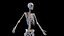 Female Anatomy Body Skeleton and Ligaments Systems