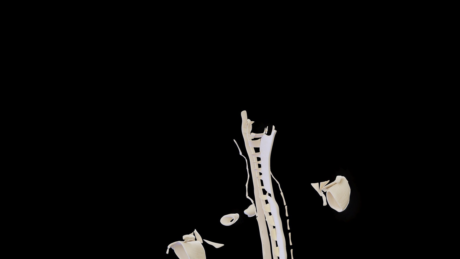3D model Female Anatomy Body Skeleton and Ligaments Systems https://p.turbosquid.com/ts-thumb/OW/fwaic1/QA/female_anatomy_ligaments_06/jpg/1672856422/1920x1080/fit_q87/d9db0b973d386c5c80d23eab58024d0f9c105f32/female_anatomy_ligaments_06.jpg