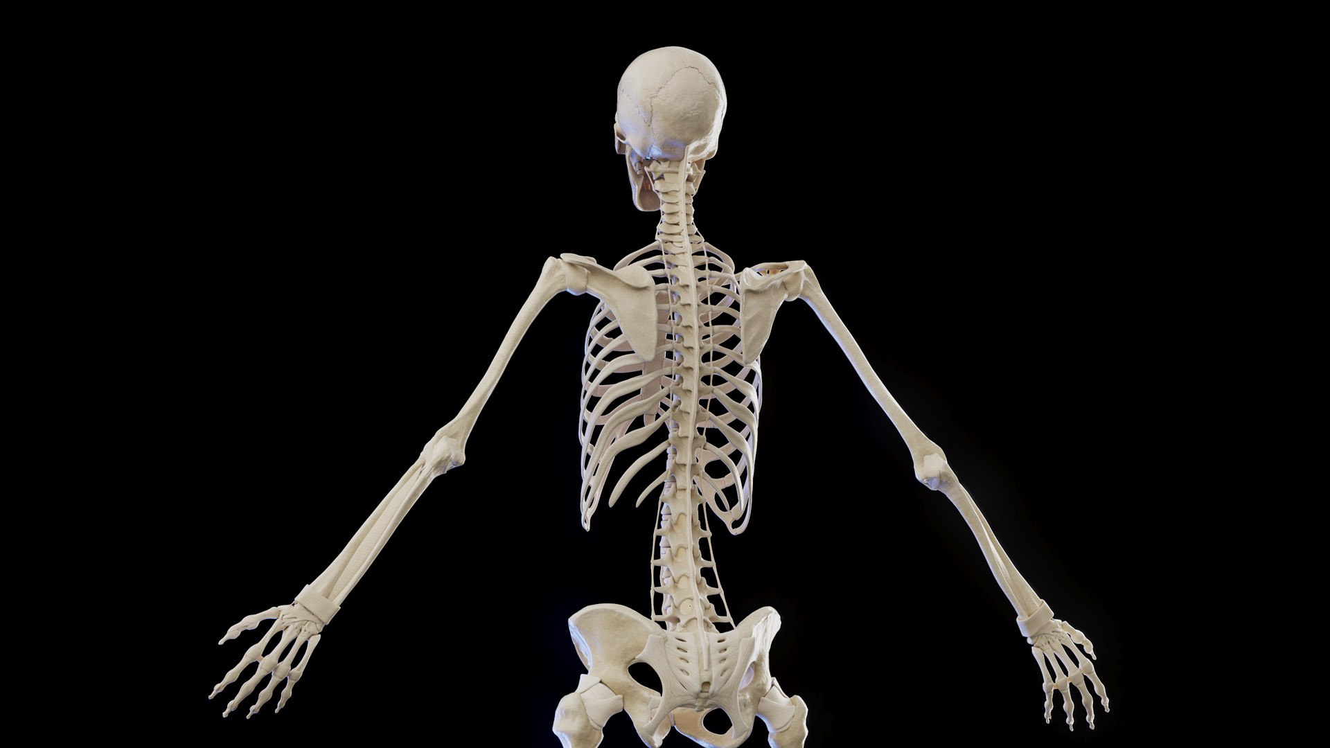 3D model Female Anatomy Body Skeleton and Ligaments Systems https://p.turbosquid.com/ts-thumb/OW/fwaic1/b9/female_anatomy_skeleton_ligaments_prod_01/jpg/1672857035/1920x1080/fit_q87/261388f2dd833edd5dcc28a2181083a94e27d955/female_anatomy_skeleton_ligaments_prod_01.jpg