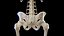 Female Anatomy Body Skeleton and Ligaments Systems