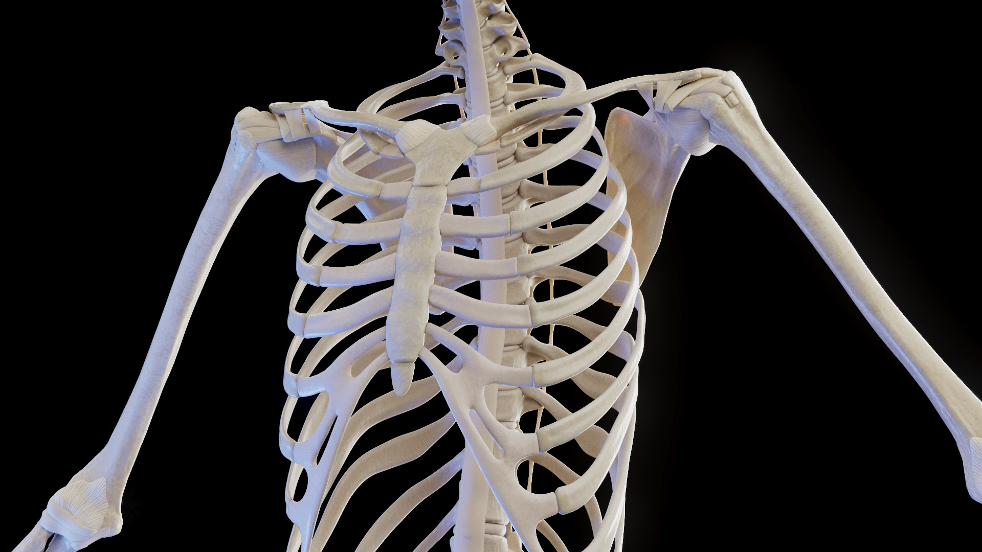 3D model Female Anatomy Body Skeleton and Ligaments Systems https://p.turbosquid.com/ts-thumb/OW/fwaic1/pz/female_anatomy_skeleton_ligaments_tt_i/jpg/1672856053/1920x1080/turn_fit_q99/8d87eef0102983857920041ee641b1ee6950c10d/female_anatomy_skeleton_ligaments_tt_i-1.jpg