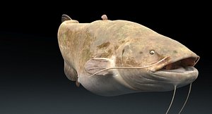Catfish Rigged
