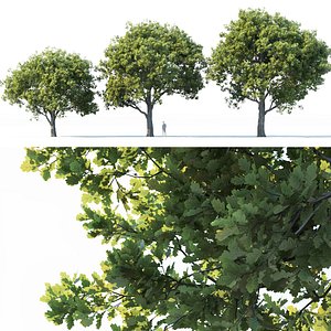 oak trees 3D
